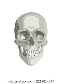 Human skull in different projections. Realistic illustration for the study of anatomy.
