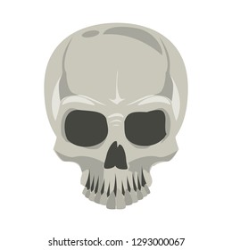 Human skull drawing