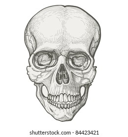 Human skull drawing