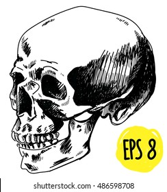 
Human skull . Drawing by hand in ink . Skull in profile .