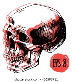 
Human skull . Drawing by hand in ink . Skull in profile .