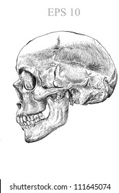 Human Skull Drawing line with Vector EPS 10