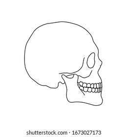 A human skull, drawn by lines on white background. Vector Stock illustration.