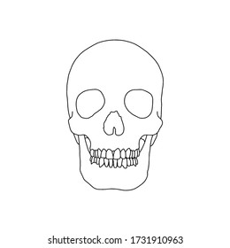 A human skull, drawn by lines on white background. Vector Stock illustration.