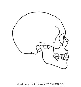 Un cráneo humano, dibujado por líneas sobre fondo blanco. Ilustración del material vectorial.