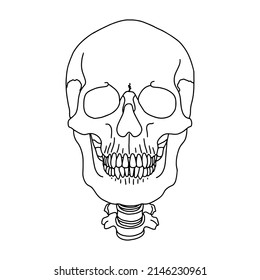 A human skull, drawn by lines on white background. Vector Stock illustration.