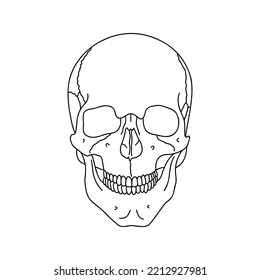 Human Skull Drawn By Lines On Stock Vector (Royalty Free) 2212927981 ...