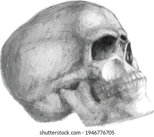 Human skull drawn with a graphical pencil on white paper