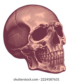 Human skull. Editable hand drawn illustration. Vector vintage engraving. Isolated on white background. 8 eps