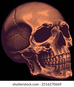 A human skull. Editable hand drawn illustration. Vector vintage engraving. Isolated on black background. 8 EPS