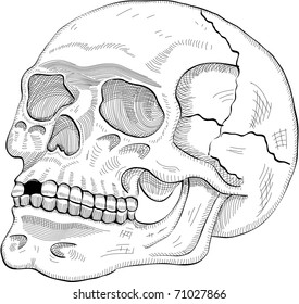 The human skull in engrave style