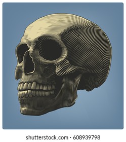 Human Skull In Engraving Style   