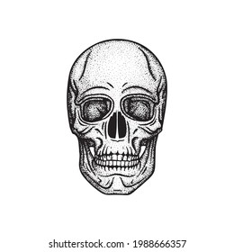 Human skull engraving, vintage style vector illustration. Part of human hand drawn skeleton. 