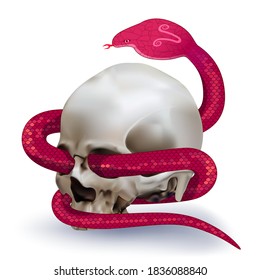 Human skull entwined by red snake on white background. Vector illustration