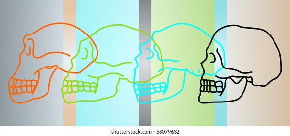 Human Skull Evolution