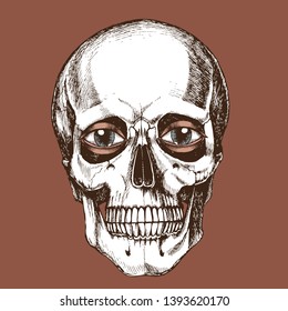 Human skull with eyes. Hand-drawn vector anatomical illustration for your mystic or gothic design.