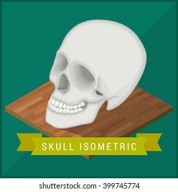 Human skull flat isometric icon. Cranium educational model vector illustration. Medical skull model flat isometric vector sign.