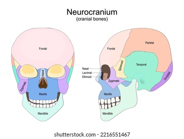 Human skull from the front and side view. Neurocranium. cranial bones. Vector poster for medical, and education use