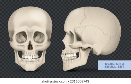 Human skull front and side views realistic set on transparent background isolated vector illustration