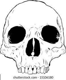 Human Skull Front View
