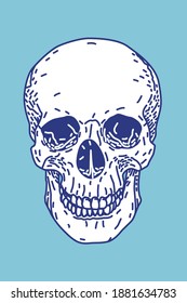 human skull front view anatomy illustration ,Vector Illustration