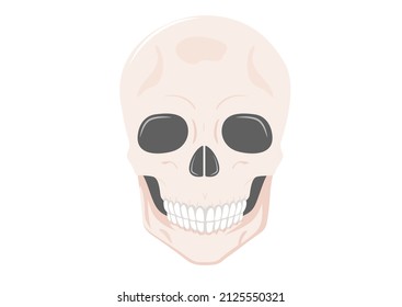 Human skull full face isolated on white background. Vector illustration of human skull