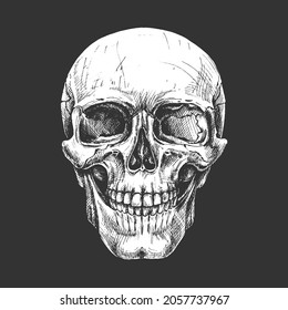 human skull, hand drawing, graphics, black and white, vector detailed illustration, natural