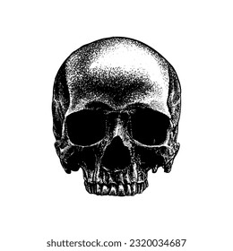 human skull hand drawing vector isolated on white background.