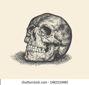 Human Skull.  Hand Drawn Engraving Style. Vector Illustration.