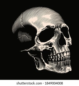 Human skull. Hand drawn engraving. Editable vector vintage illustration. Isolated on black background. 8 EPS