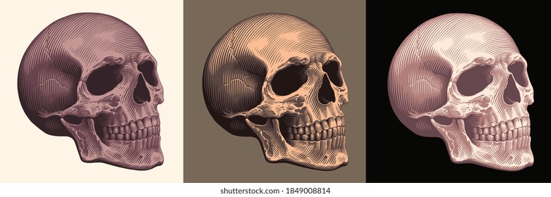 Human skull. Hand drawn engraving. Editable vector vintage illustration. Isolated on different backgrounds. 8 EPS