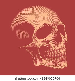 Human skull. Hand drawn engraving. Editable vector vintage illustration. Isolated on red background. 8 EPS