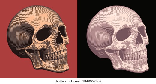 Human Skull. Hand drawn engraving. Editable vector vintage illustration. Isolated on different backgrounds. 8 EPS