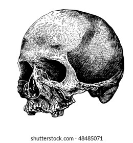 Human Skull.  Hand Drawn Engraving Style. Vector Illustration.