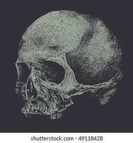 Human Skull.  Hand Drawn Engraving Style. Vector Illustration.