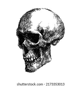 Human Skull, Hand Drawn Illustration, Isolated Vecor
