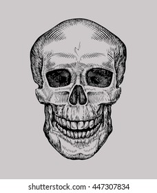 Human skull. Hand drawn Jolly Roger. Sketch death or zombie vector illustration