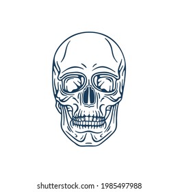 Human skull hand drawn vector illustration. Part of human skeleton graphic. 