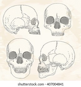 Human skull hand drawn, Human skull vintage sketch