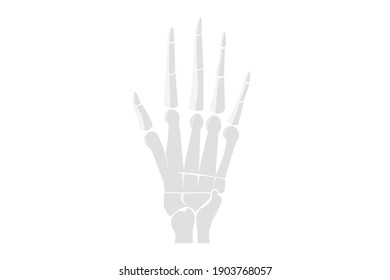 Human Skull Hand Vector Illustration