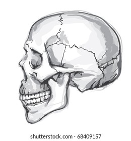 Human skull. Hand-drawn vector illustration