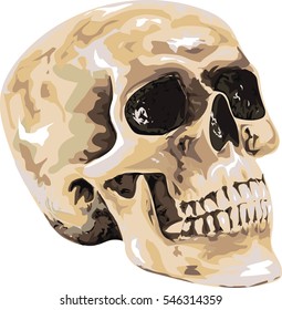 Human Skull - High Details Vector Illustration
