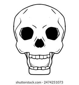 human skull illustration hand drawn outline isolated vector