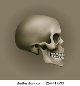 The Human Skull. Illustration for Medicine, Science or for a Game Design