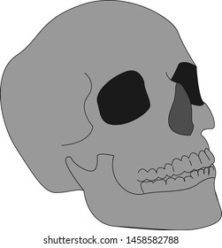 Human skull, illustration, vector on white background.