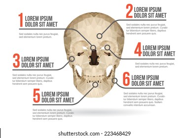 Human skull infographic vector illustration