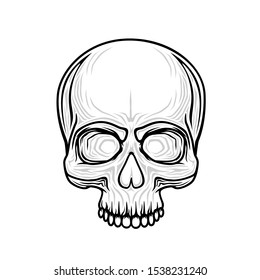 Human skull isolated on black, color object. Vector illustration