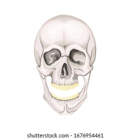 The human skull isolated on white background. Vector illustration.