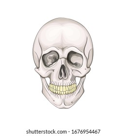 The human skull isolated white background  Vector illustration 