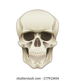 Human skull isolated on white photo-realistic vector illustration